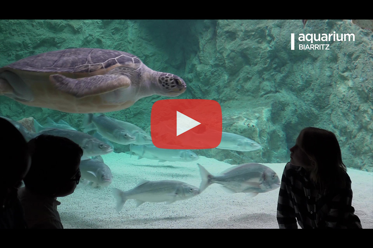 You are currently viewing Aquarium de Biarritz – Animations 2019 (version longue)